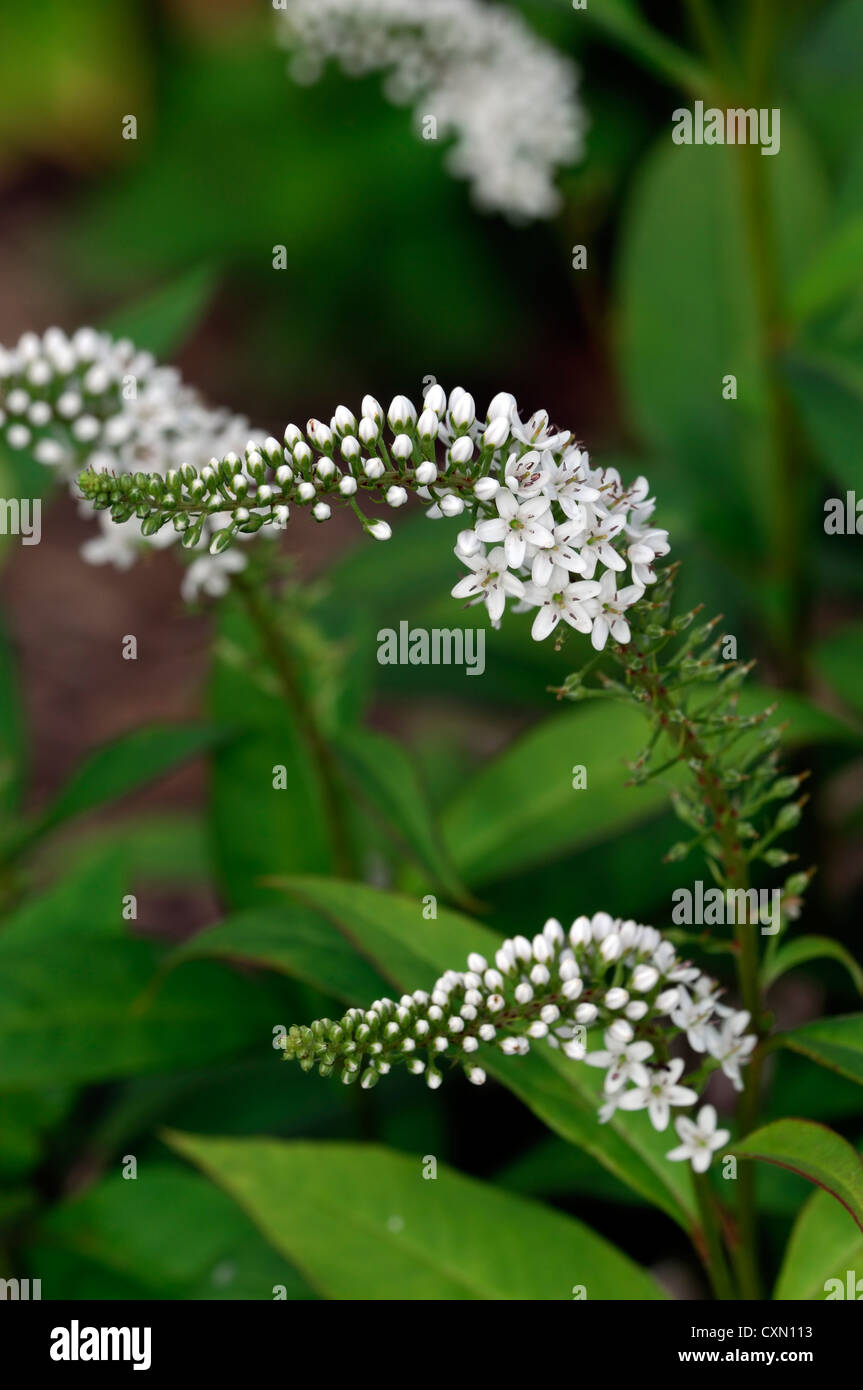lysimachia barystachys white spire spike flowers flowering perennials