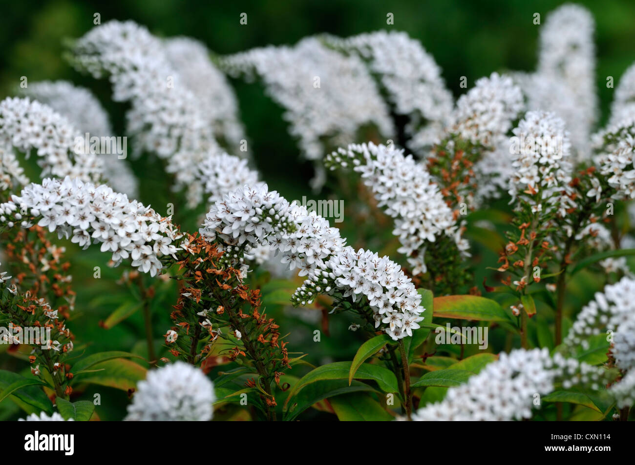 lysimachia barystachys white spire spike flowers flowering perennials