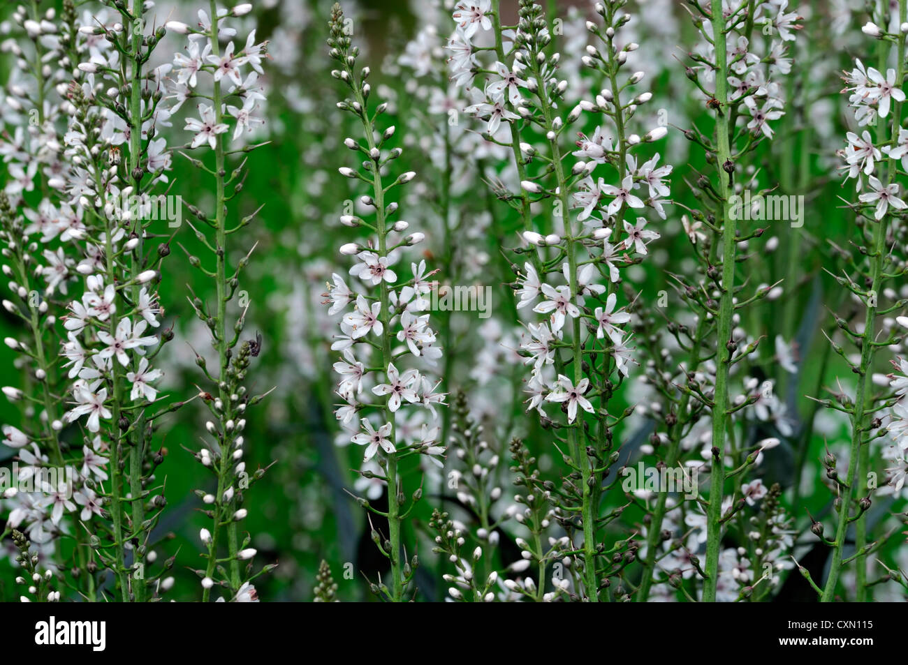 lysimachia ephemerum white spike spire inflorescence perennial silver loosestrife willow leaved summer flowers Stock Photo