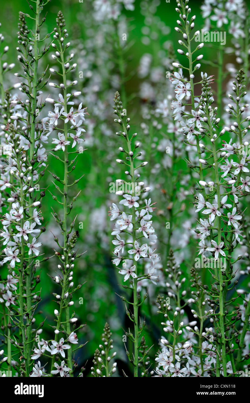 lysimachia ephemerum white spike spire inflorescence perennial silver loosestrife willow leaved summer flowers Stock Photo