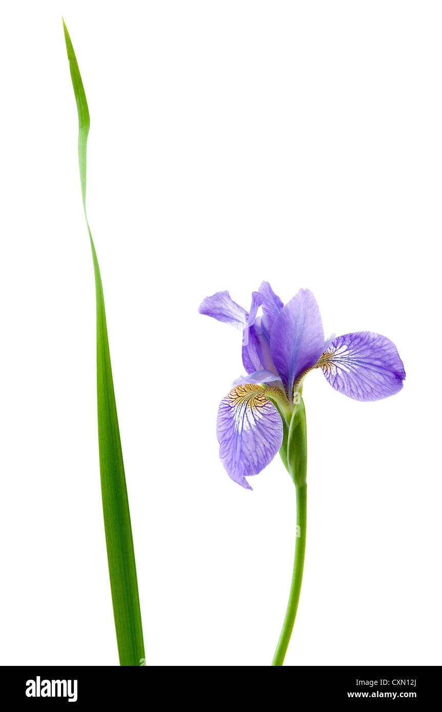 Iris flower isolated on white background Stock Photo