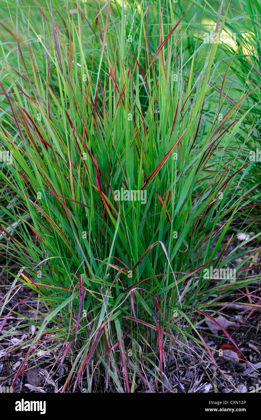 panicum virgatum rotstrahlbusch green leaves foliage ornamental grasses