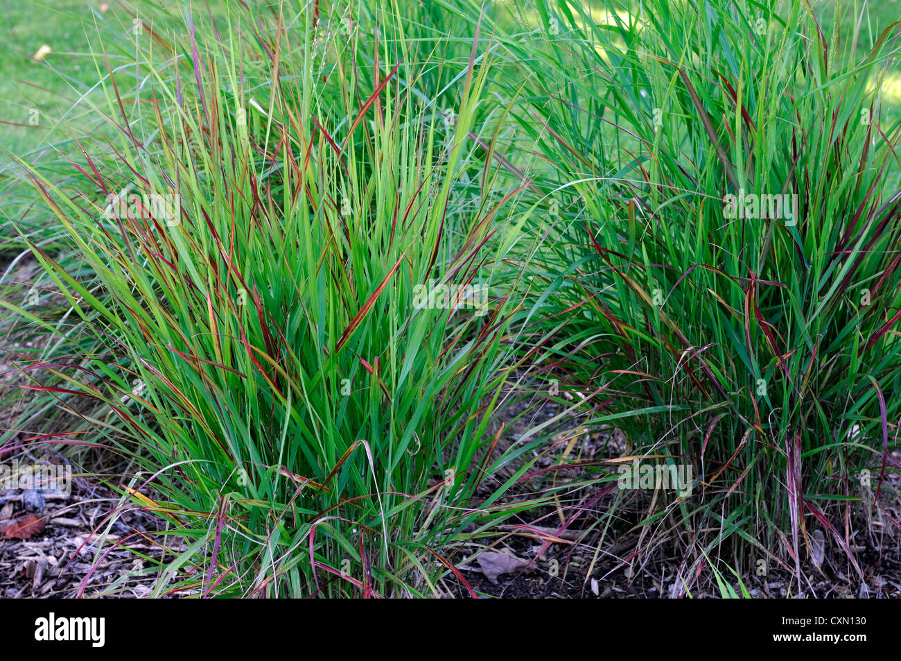 panicum virgatum rotstrahlbusch green leaves foliage ornamental grasses