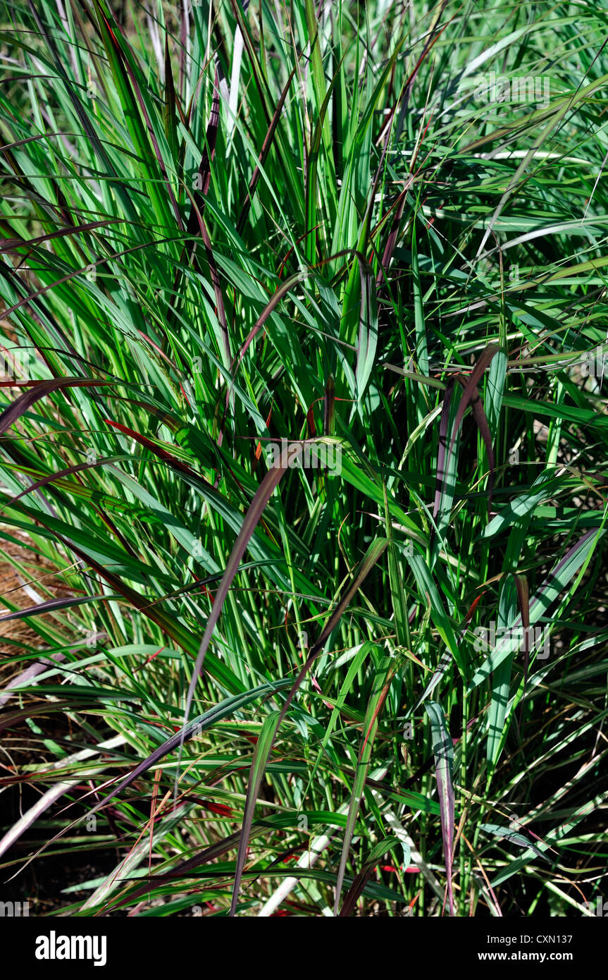 panicum virgatum squaw green leaves foliage ornamental grasses grass Stock Photo
