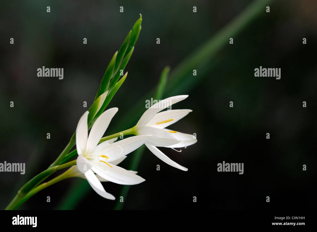 schizostylis coccinea var alba kaffir lily white flowering flowers