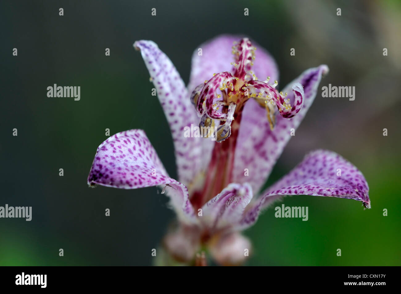 tricyrtis formosana var glandulosa toad lily perennials purple speckled flowers flowering blooms toad lilies one single closeup Stock Photo