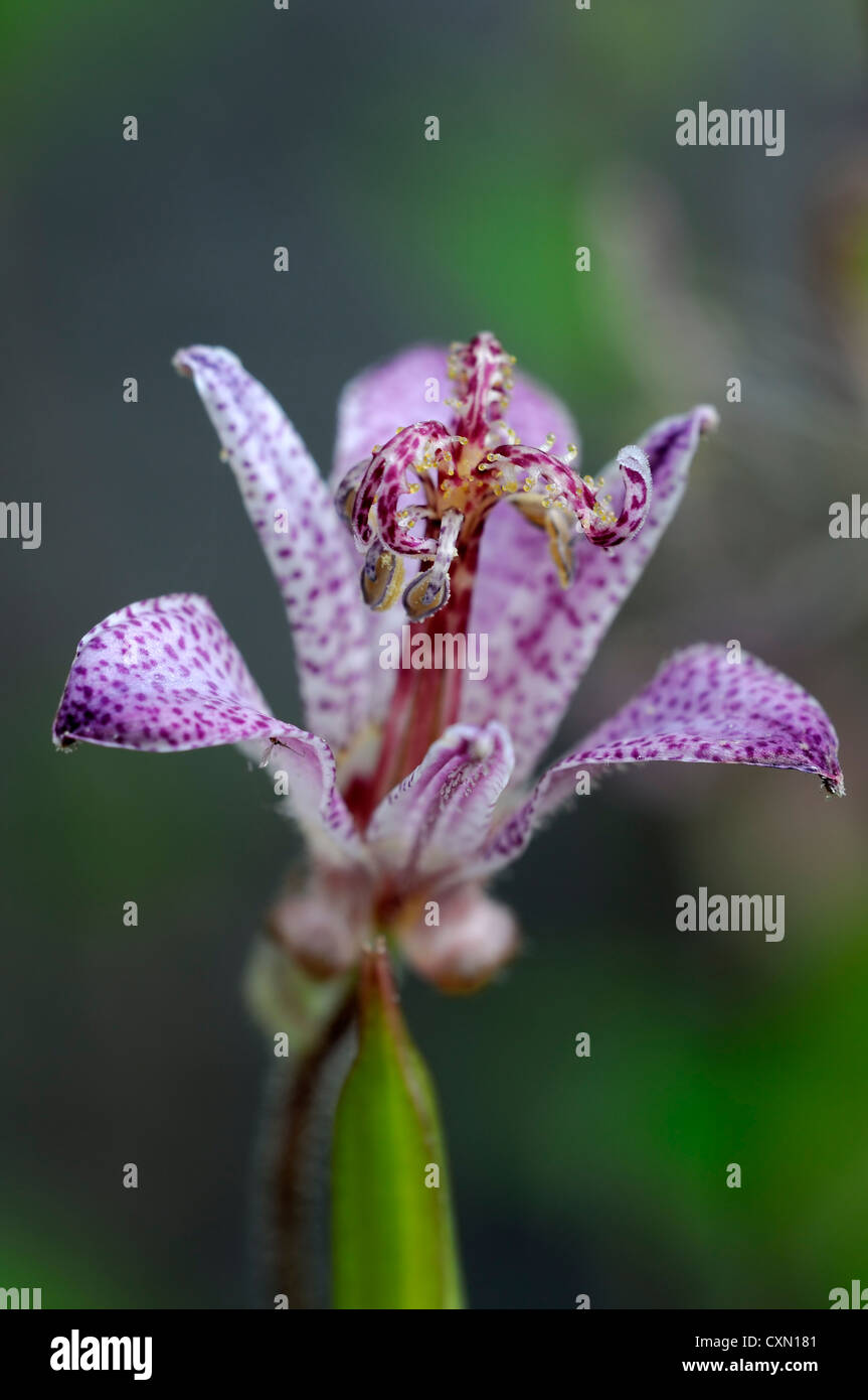 tricyrtis formosana var glandulosa toad lily perennials purple speckled flowers flowering blooms toad lilies one single closeup Stock Photo