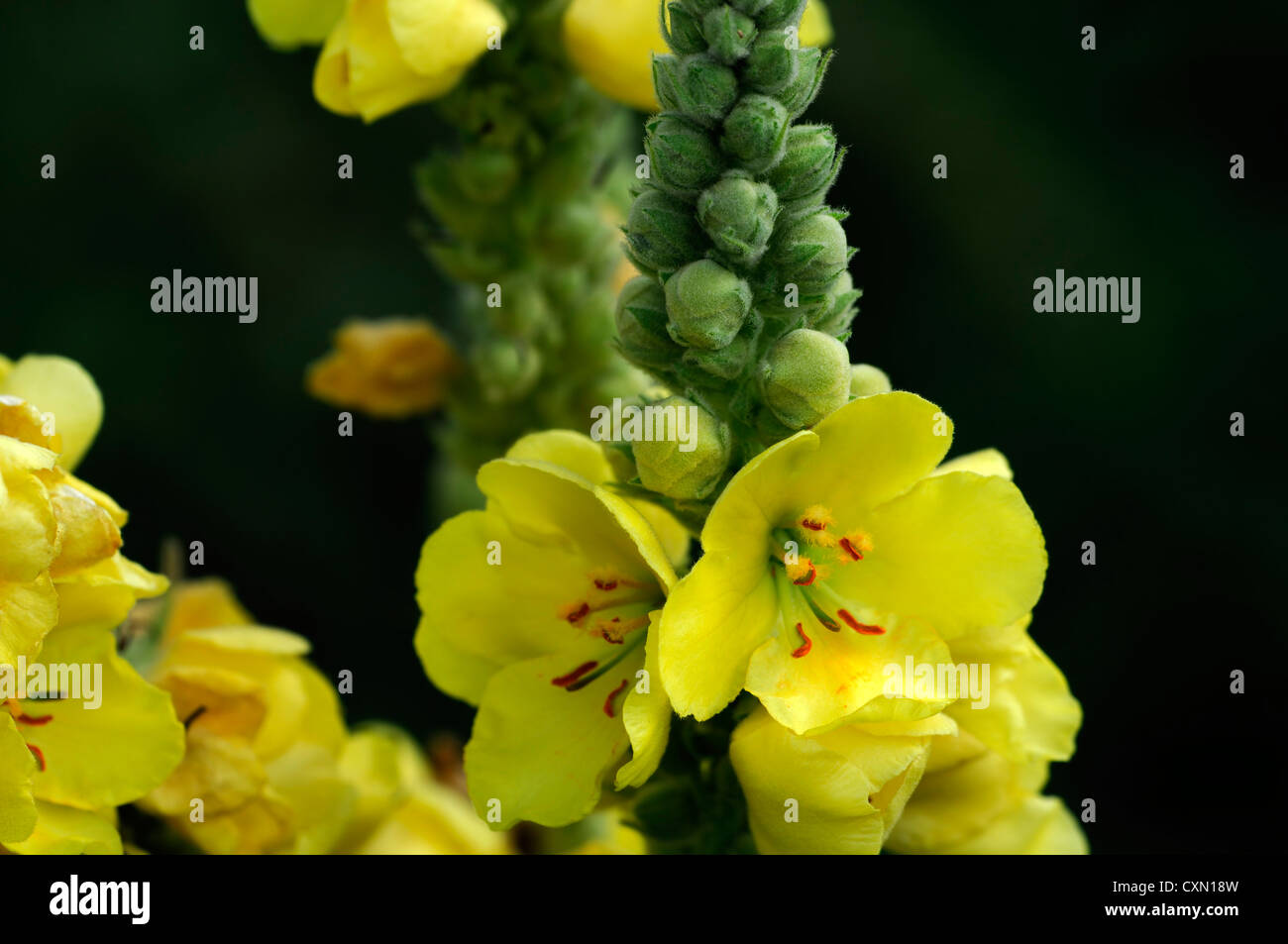 verbascum-blattaria-yellow-moth-mullein-flower-spike-inflorescence
