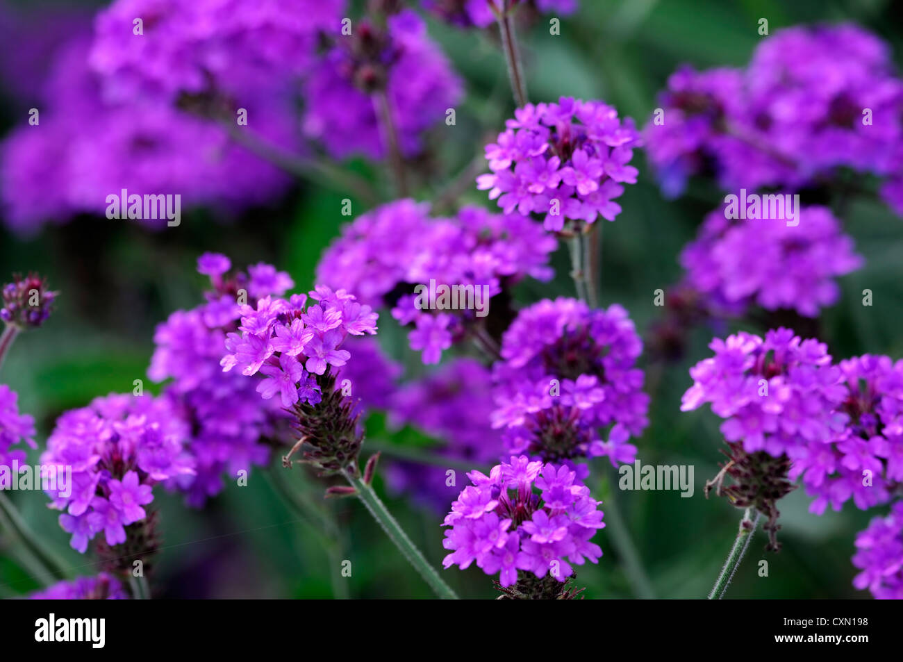 verbena venosa AGM verbena rigida purple flower flowers perennial Stock Photo