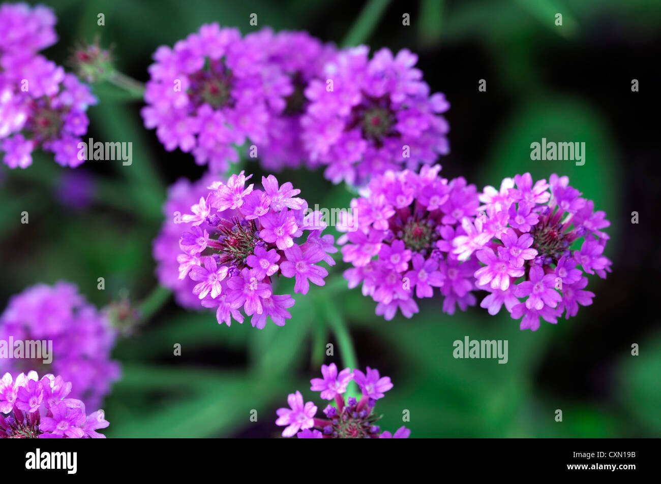 verbena venosa AGM verbena rigida purple flower flowers perennial Stock Photo