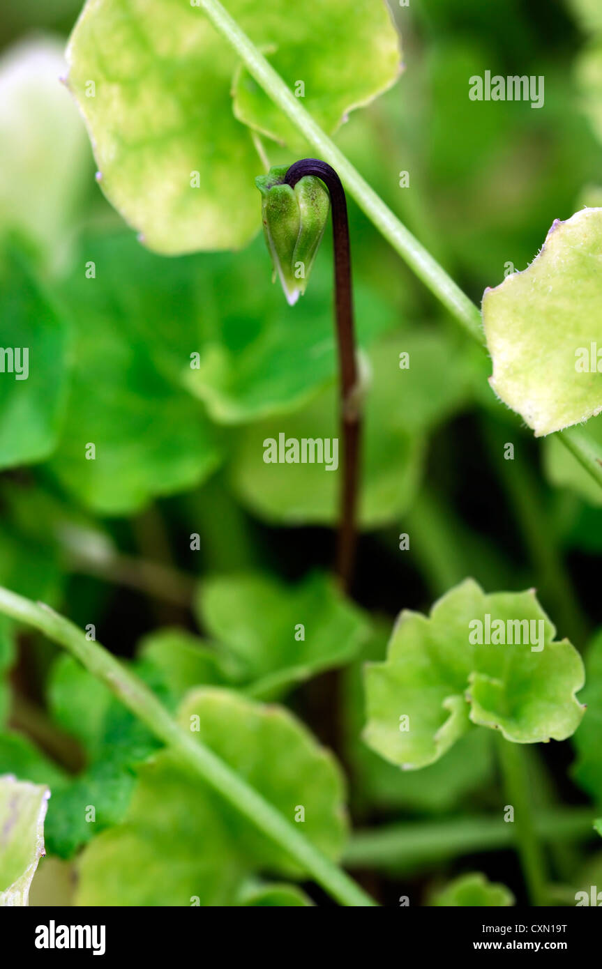 viola hederacea flower unfurl unfurling opening flowers perennial