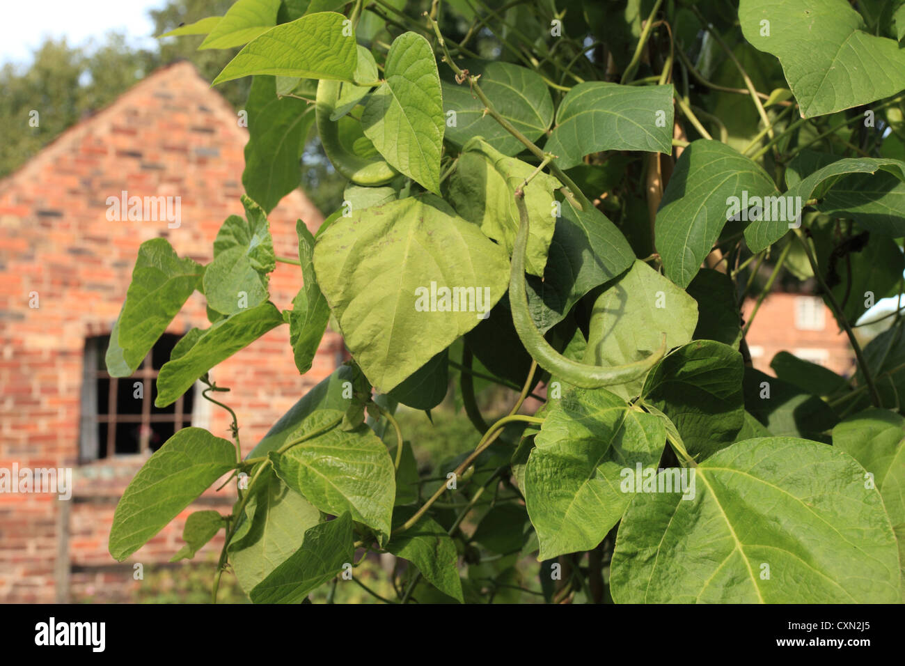 Runner beans growing in a domestic garden showing a brick-built house in the background. Stock Photo