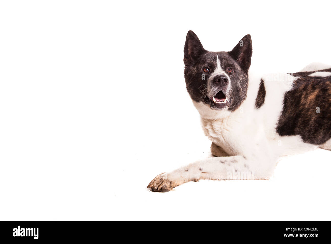 Dog - Akita Stock Photo - Alamy