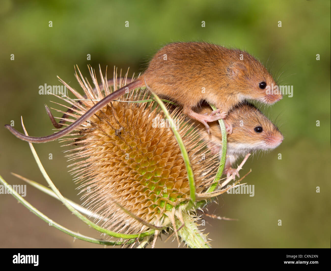 Eurasian harvest mice on teasel Stock Photo