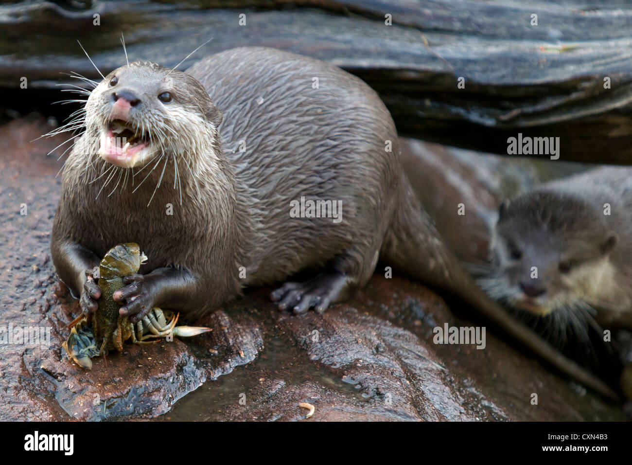 Oriental small-clawed otter (Aonyx cinerea), also known as the Asian small-clawed otter Stock Photo