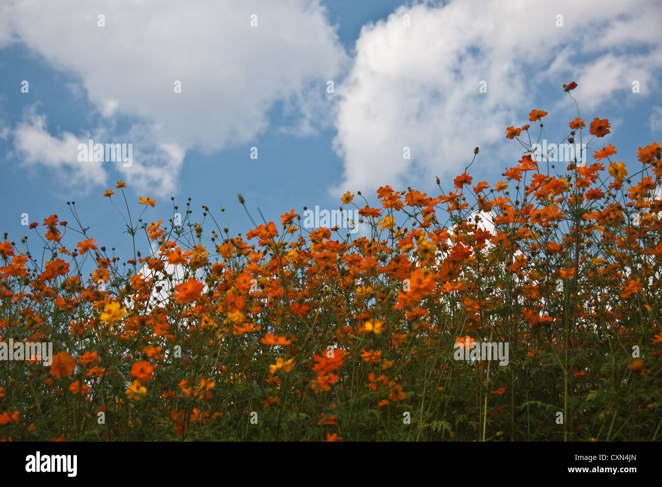 Wildflowers in North Carolina Stock Photo Alamy
