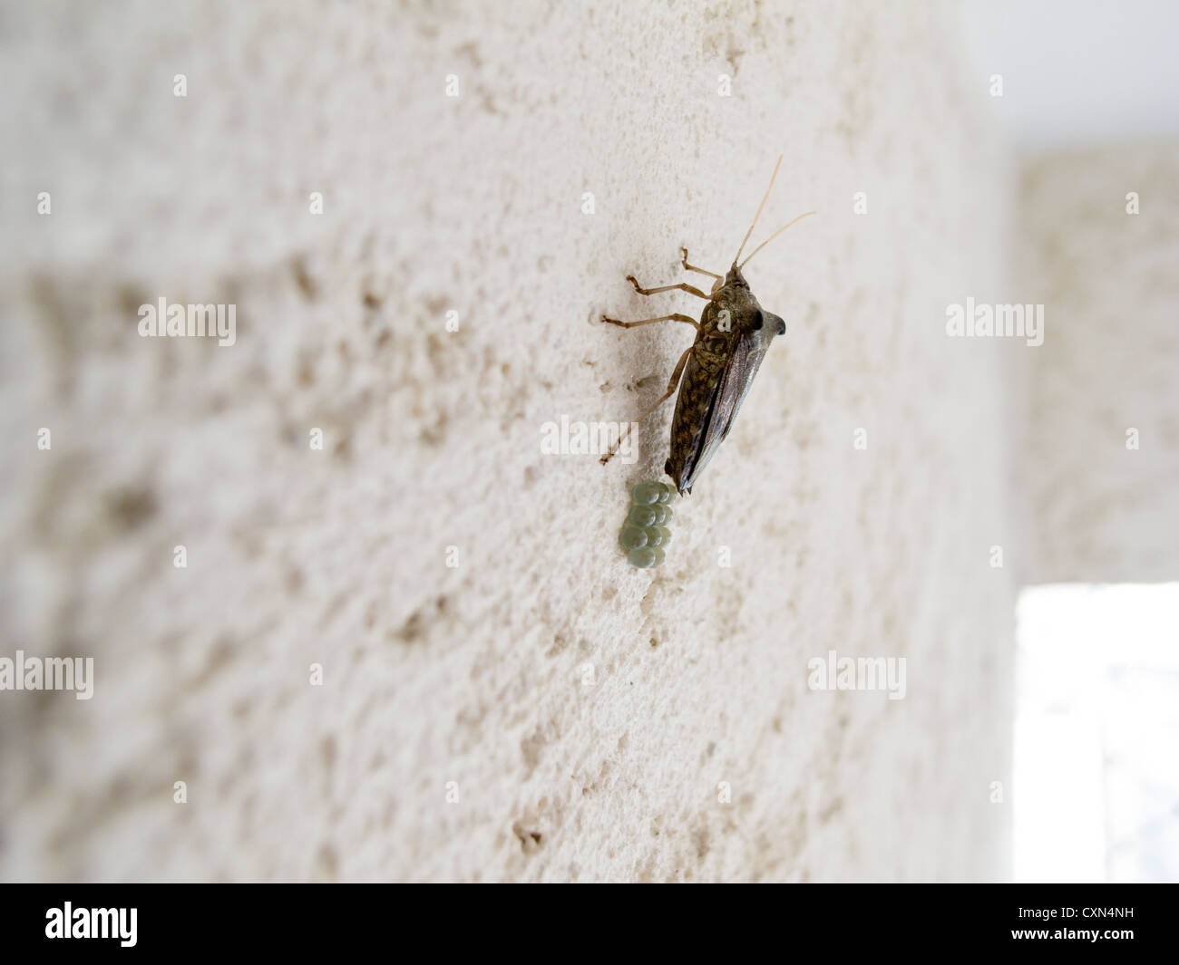 Stink bug (Pentatomidae: Edessinae: Edessini: Edessa sp.), locally known as percevejo-maria-fedida, brooding eggs on wall, Sao Paulo, Brazil Stock Photo