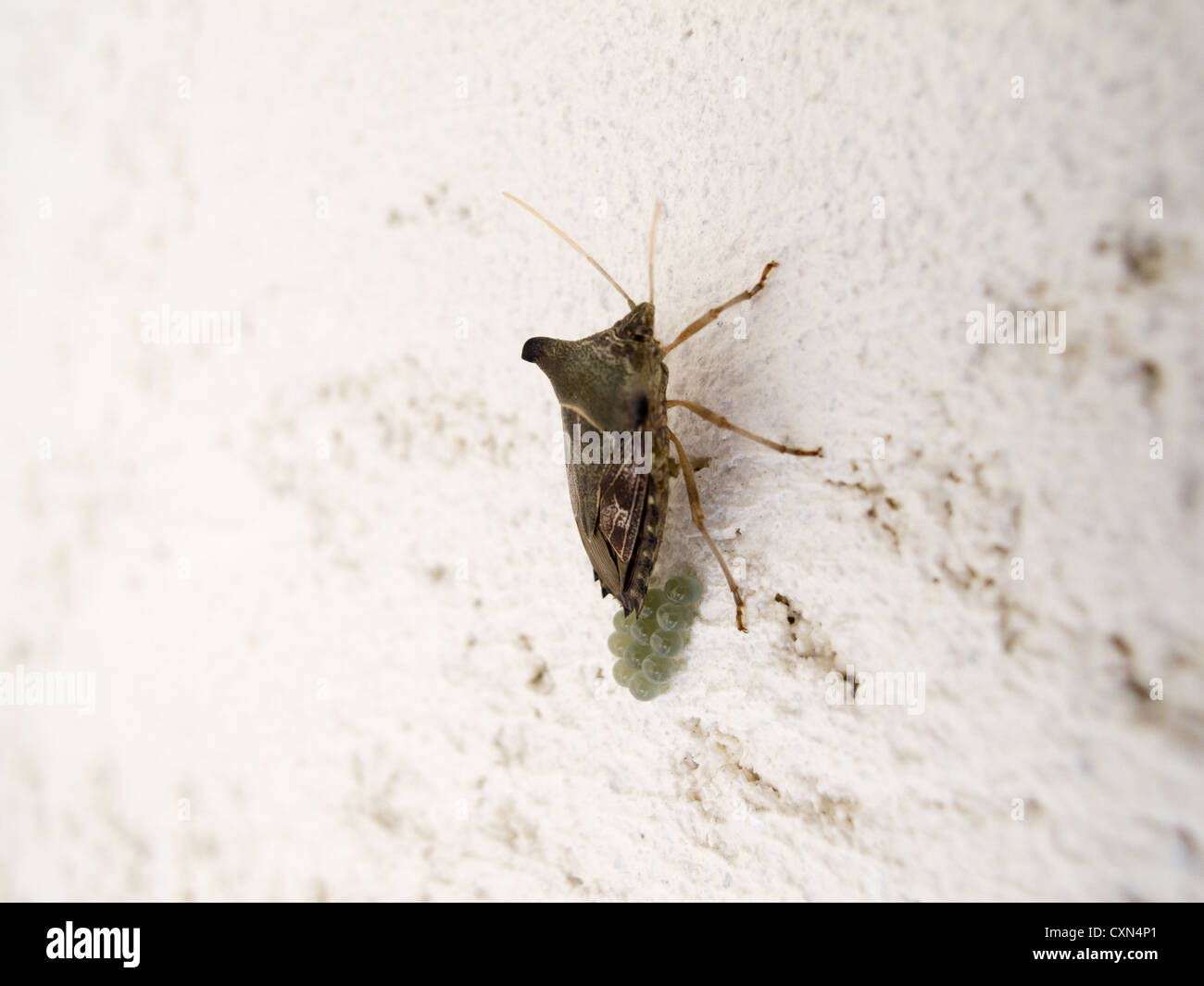 Stink bug (Pentatomidae: Edessinae: Edessini: Edessa sp.), locally known as percevejo-maria-fedida, brooding eggs on wall, Sao Paulo, Brazil Stock Photo