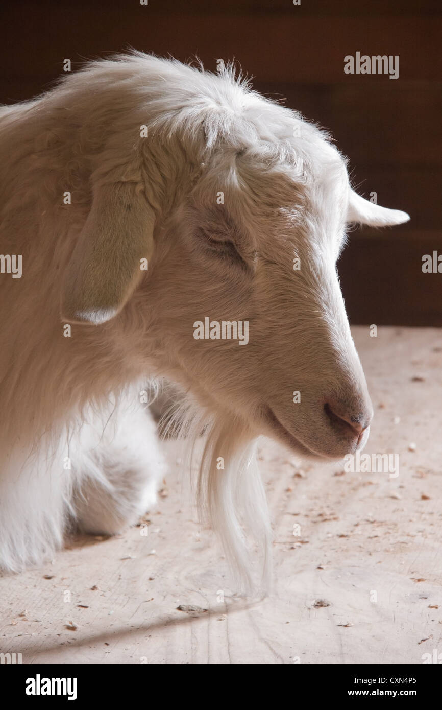 Goat, Portland Zoo, Portland, Oregon, USA Stock Photo