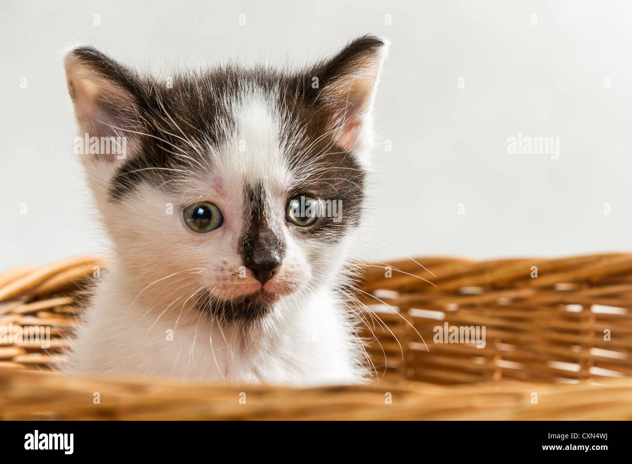 Little kitten sitting in the basket Stock Photo - Alamy