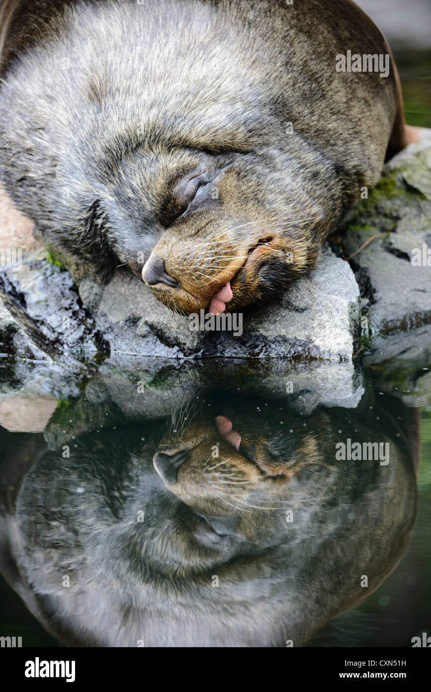 Edinburgh Zoo - bull sea lion Stock Photo