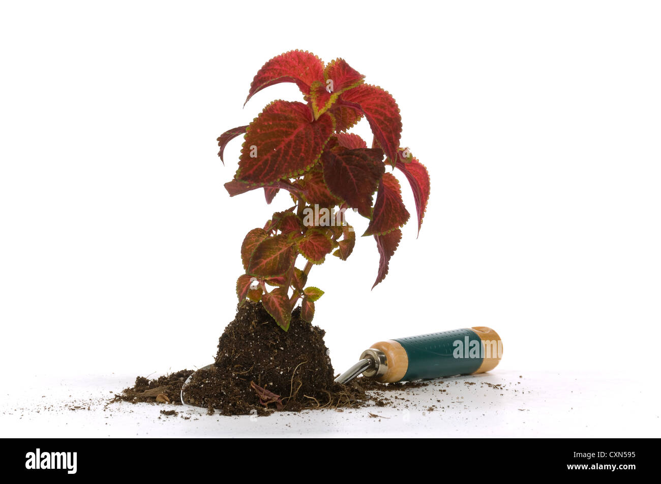 Young plants, zinnia , ready to be transferred to flowerbed with a spade Stock Photo