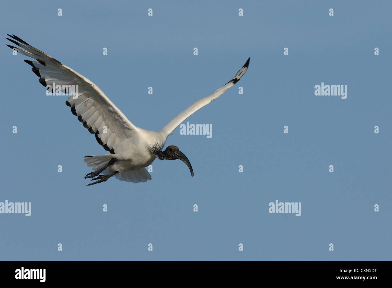 sacred ibis  in flight in the sky of Camargue, France, Camargue Stock Photo
