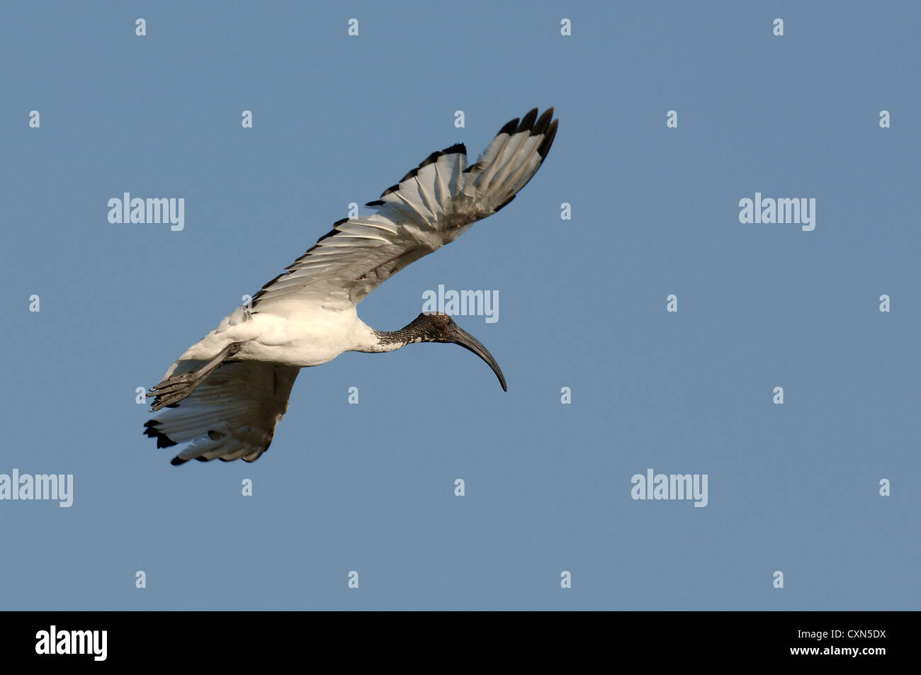 sacred ibis in flight, in the sky of Camargue, France, Europe Stock Photo