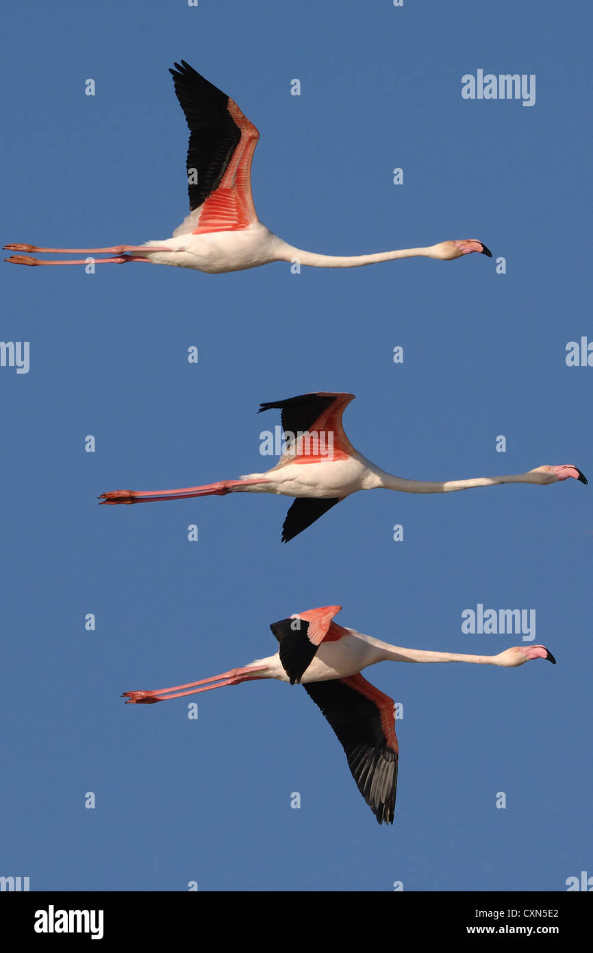 more flamingos while flying in formation in the blue sky of the Camargue, France, Europe Stock Photo