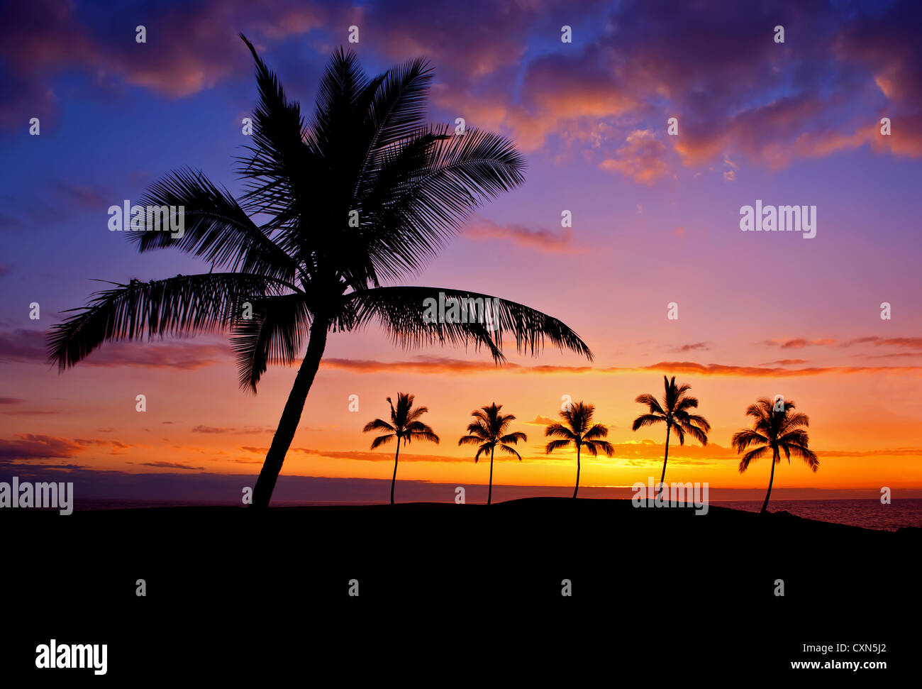 Beautiful sunset palm tree on hi-res stock photography and images - Alamy