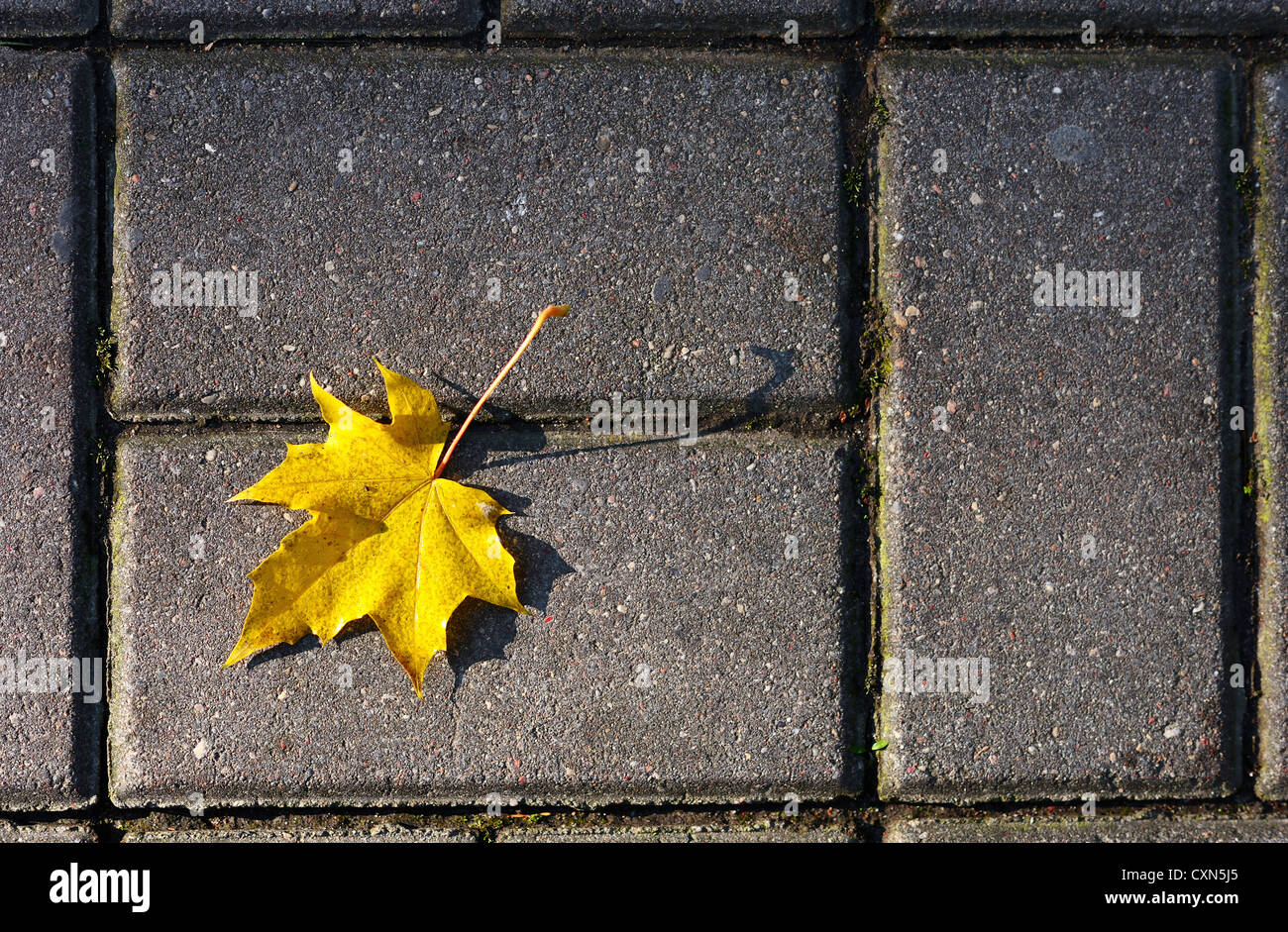 Yellow autumn maple leaves in the park Stock Photo - Alamy