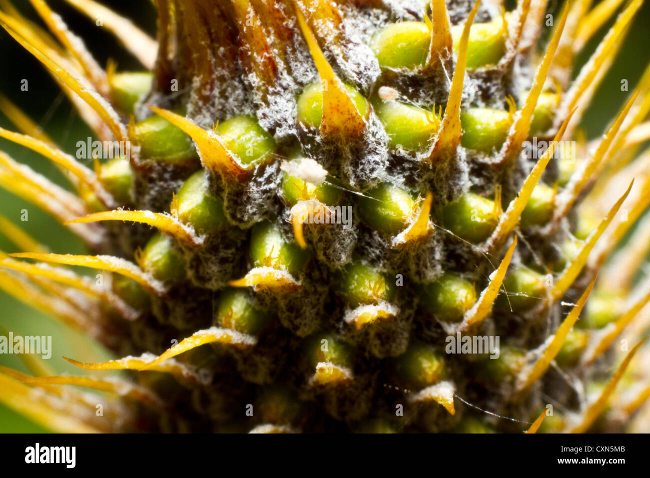 Close up of a flowering bromeliad. Stock Photo