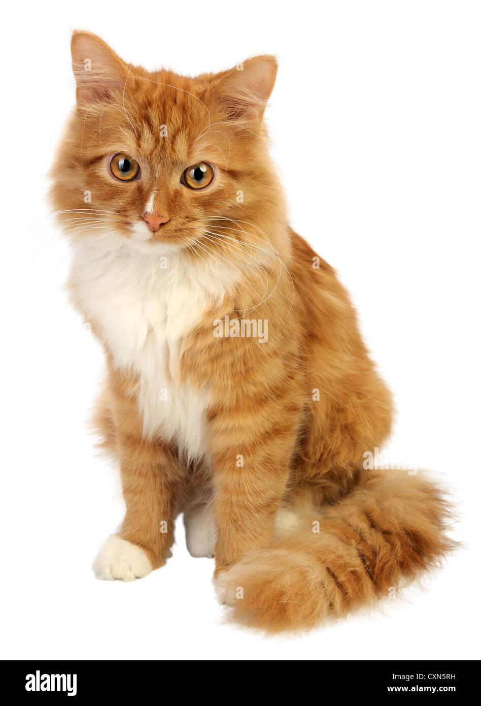 Young ginger cat, isolated on a white background Stock Photo - Alamy