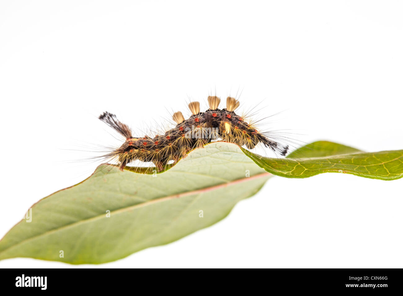 caterpillar on a leaf Stock Photo Alamy