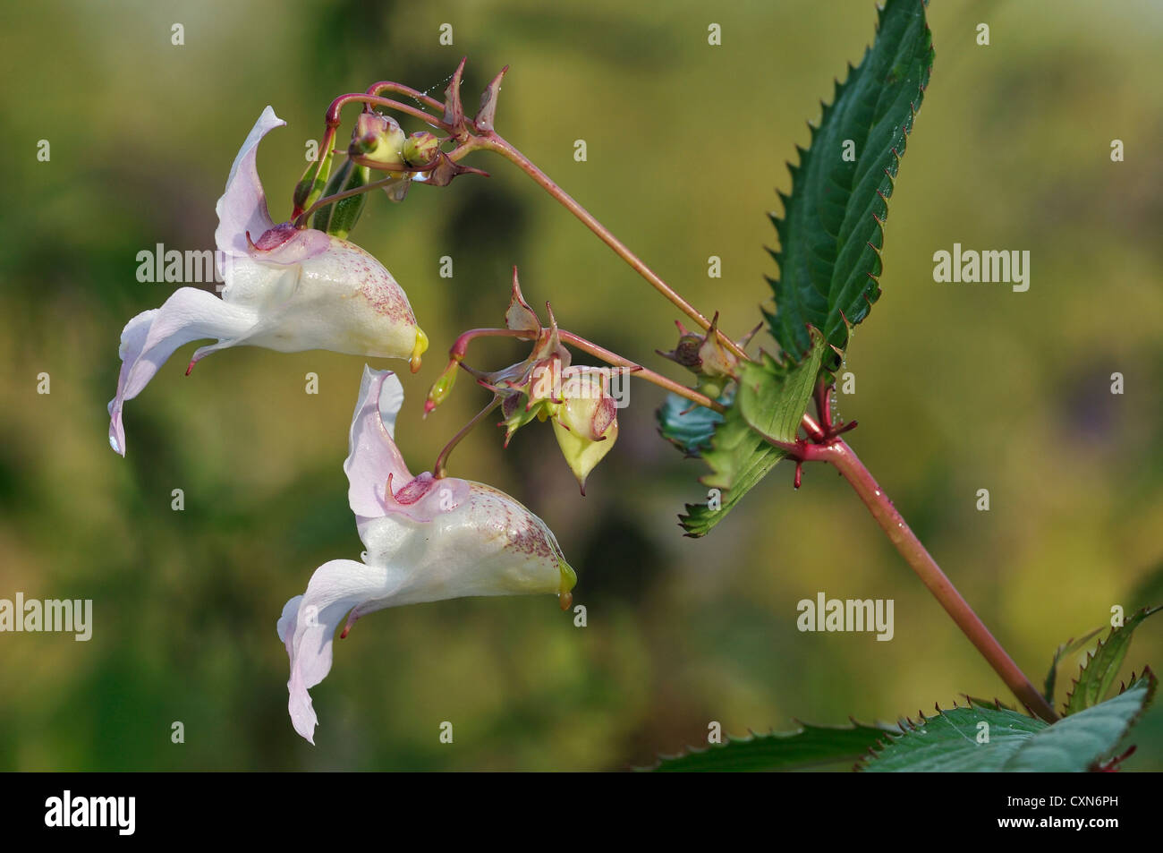 Himalayan Balsam - Impatiens glandulifera Invasive riverside plant ...