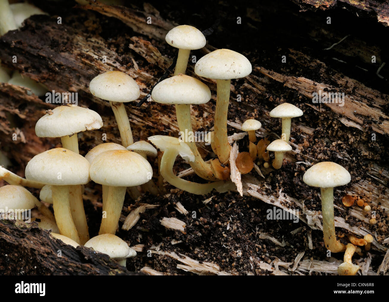 Sulphur Tuft fungi on rotting log - Hypholoma fascicular Stock Photo ...