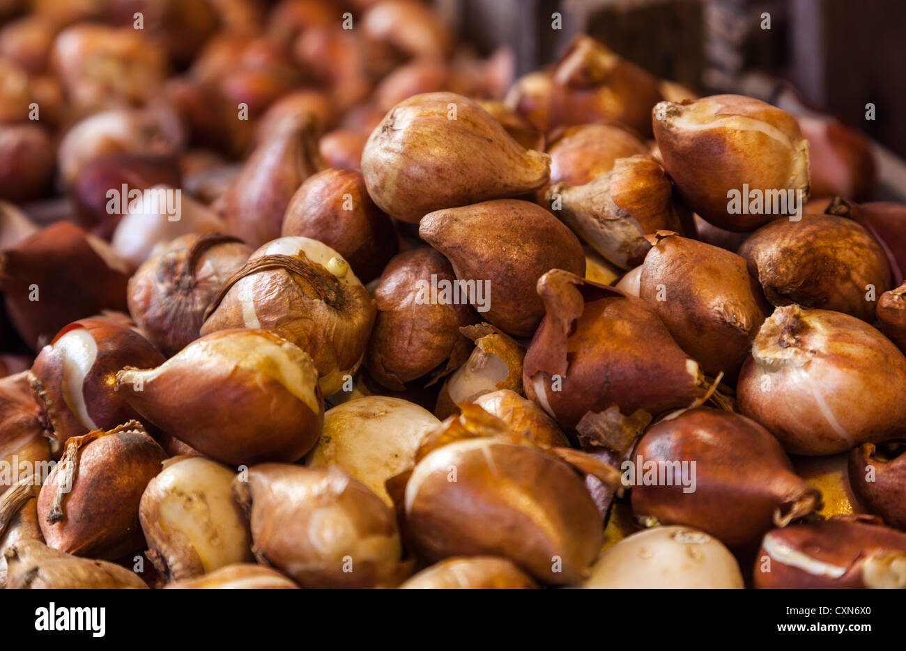 Close-up of a heap of tulip bulbs on a flower market stall. Stock Photo