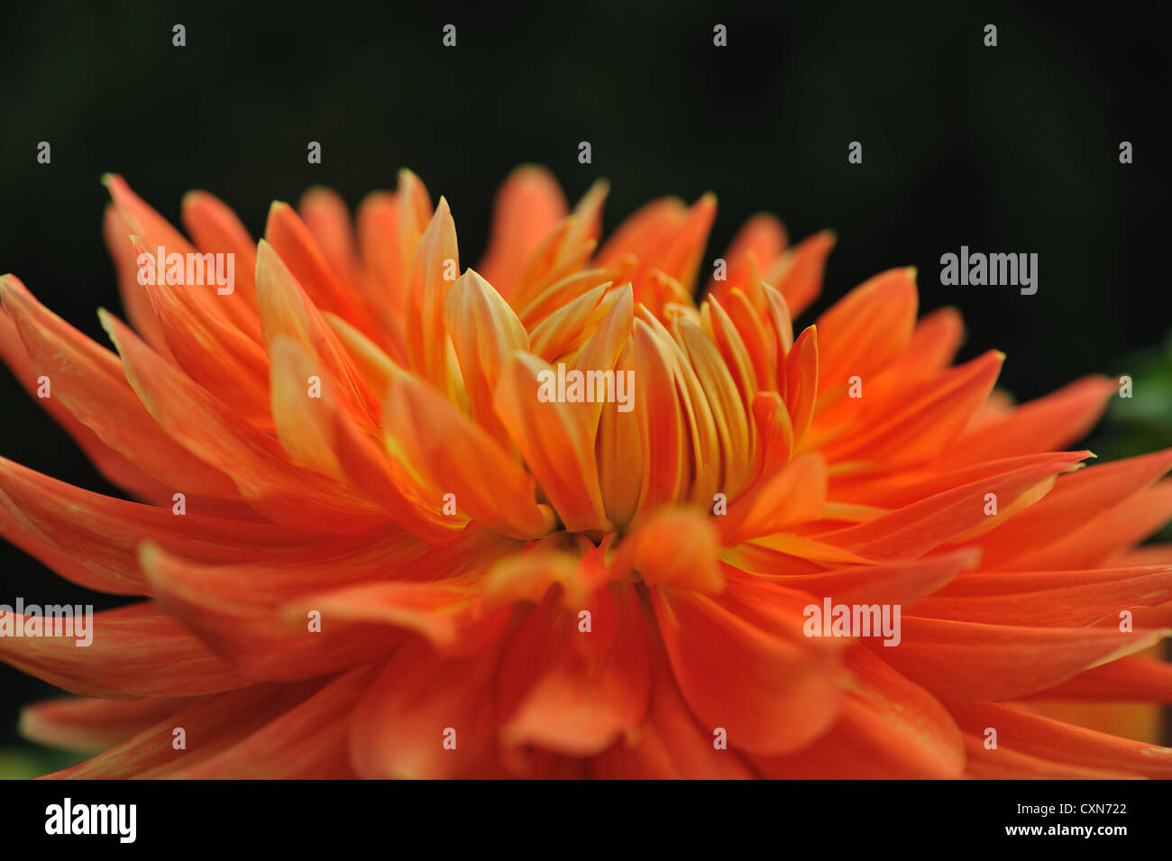 Beautiful Orange Dahlia flower Stock Photo