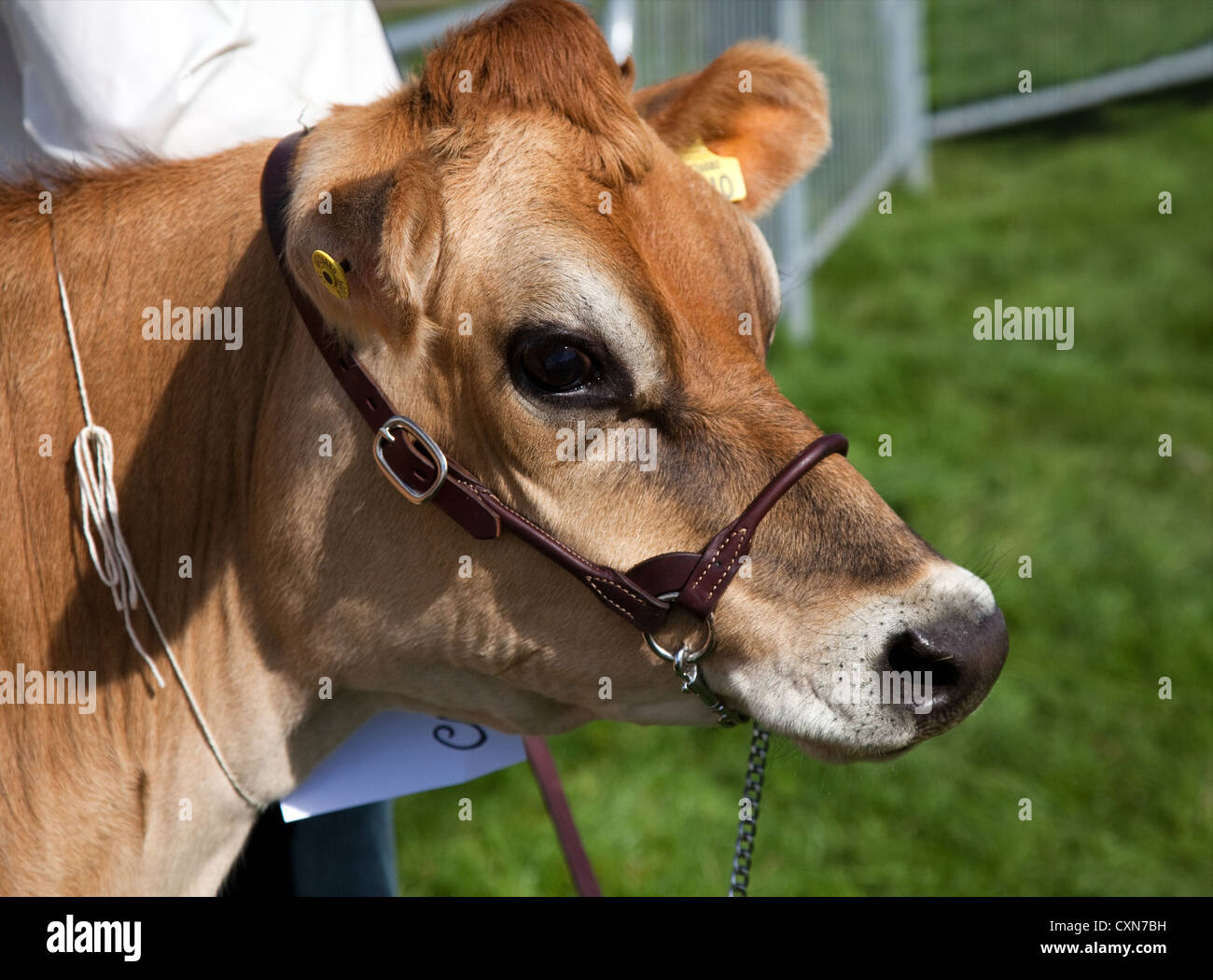 The jersey is a breed of small dairy cattle hi-res stock photography and  images - Alamy