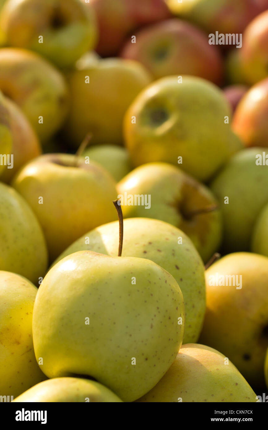 https://c8.alamy.com/comp/CXN7CX/golden-apples-in-a-farmers-market-ottsville-pa-usa-CXN7CX.jpg