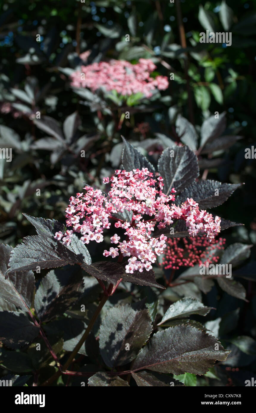 purple elderflower sambucus Stock Photo Alamy