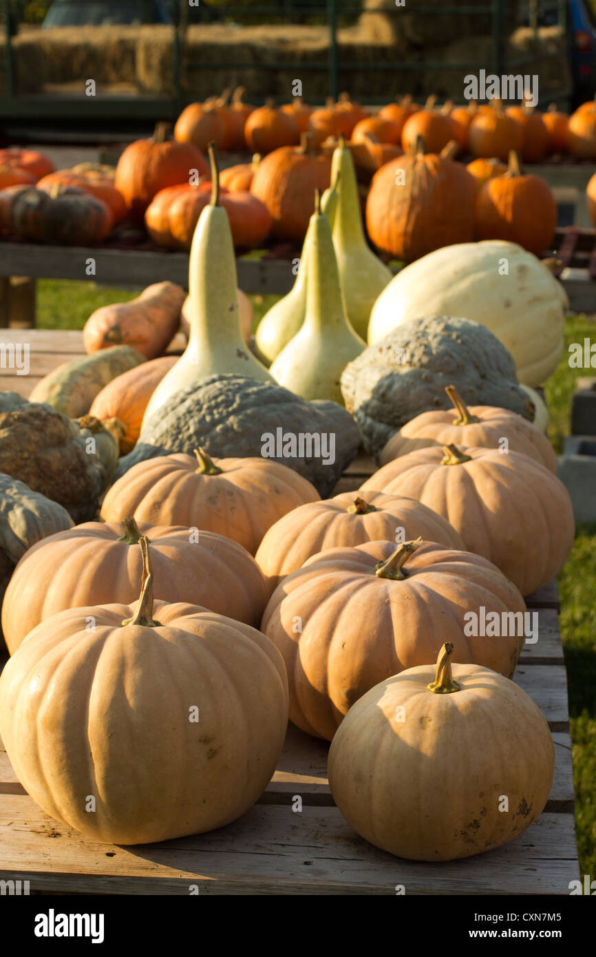 pumpkins and/or gourds at the Ottsville Farmer's Market, in Ottsville
