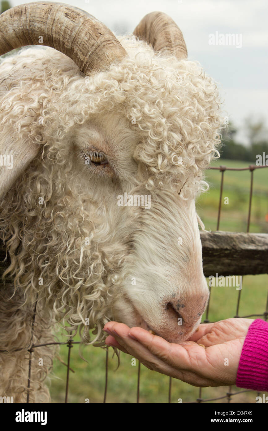 Sheep being fed in a petting zoo Stock Photo Alamy