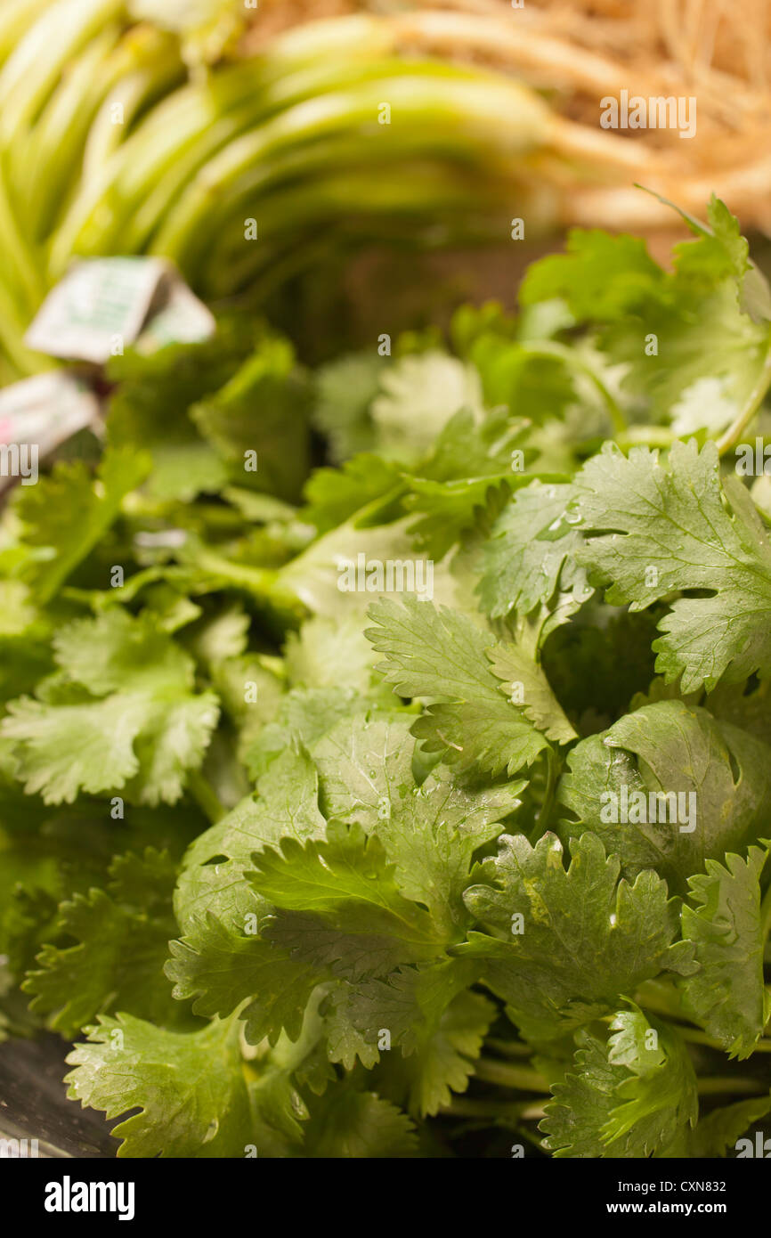 Fresh cilantro, sometimes called coriander leaves Stock Photo Alamy
