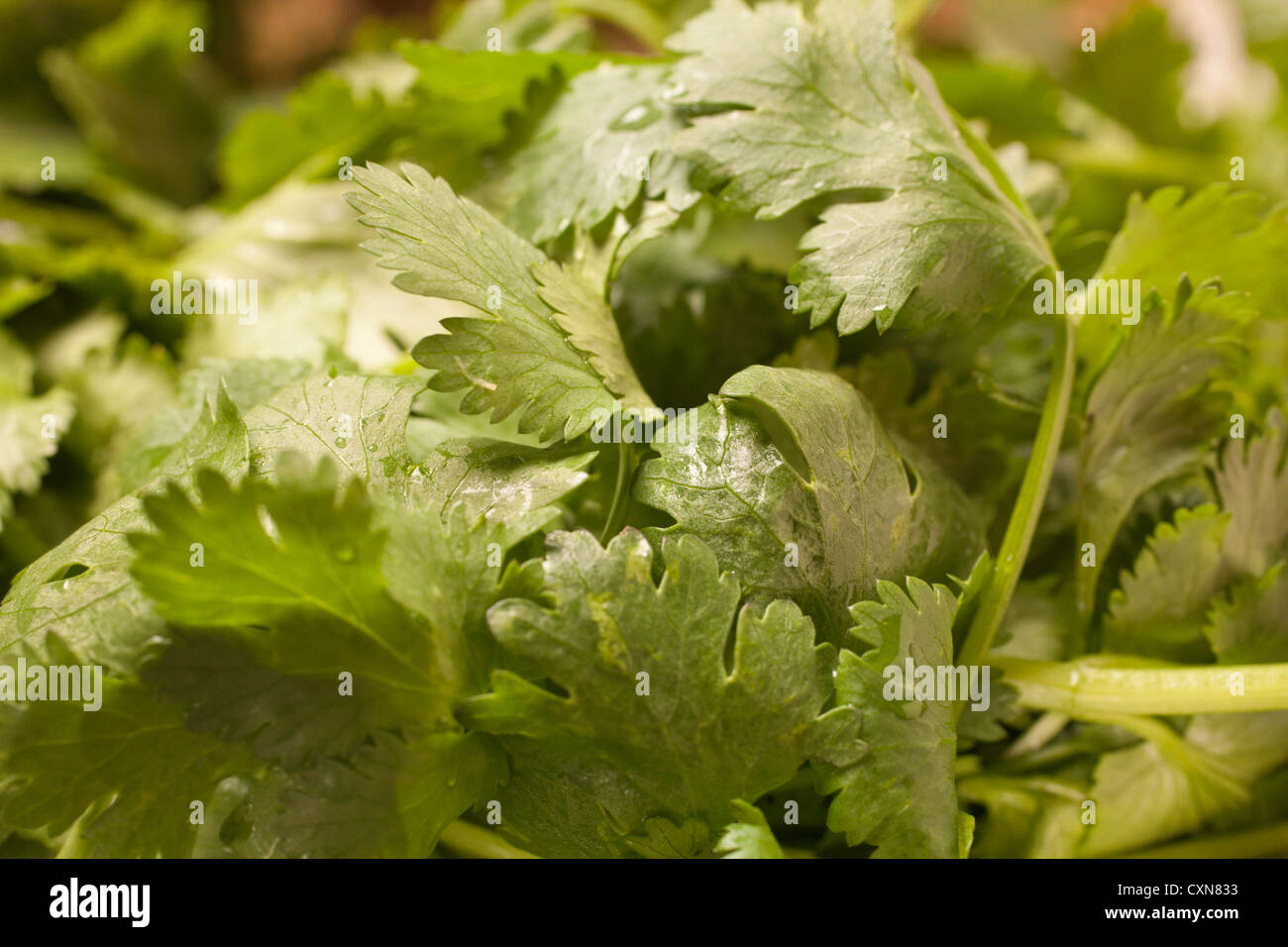 Bunch of fresh cilantro hires stock photography and images Alamy