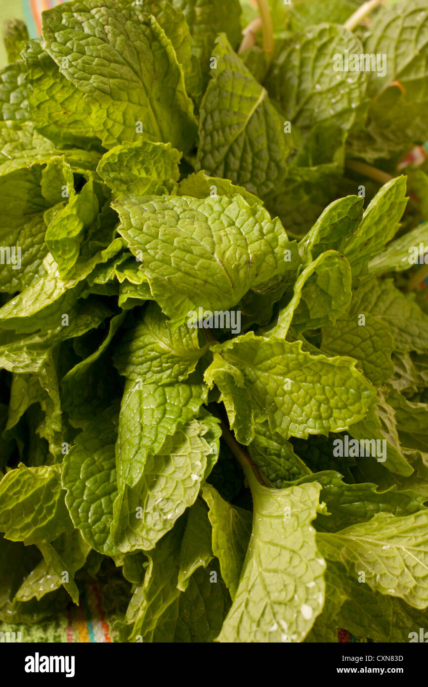 Bunch of fresh mint leaves Stock Photo Alamy