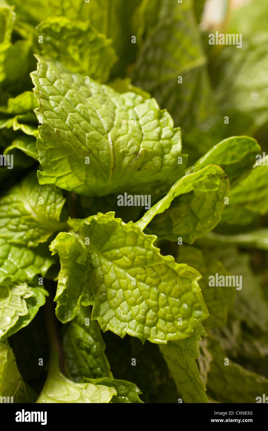 Bunch of fresh mint leaves Stock Photo