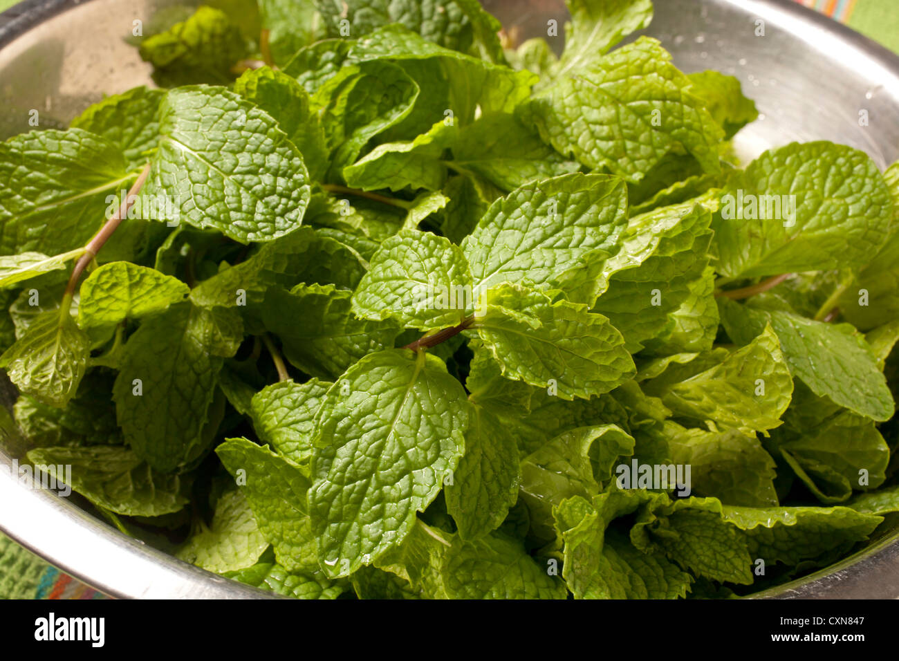 Bunch of fresh mint leaves Stock Photo