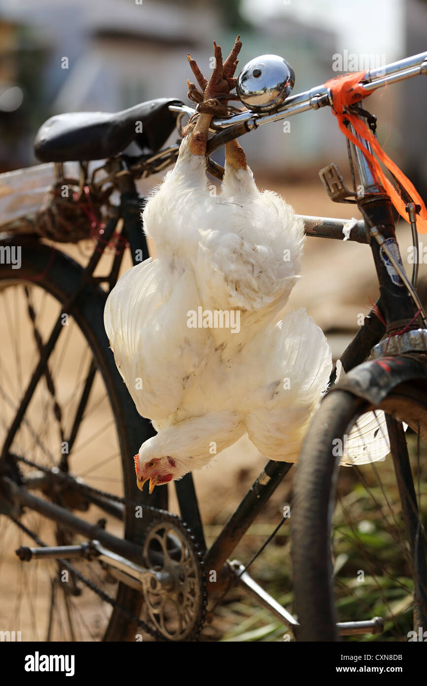 Bicycle chicken hires stock photography and images Alamy