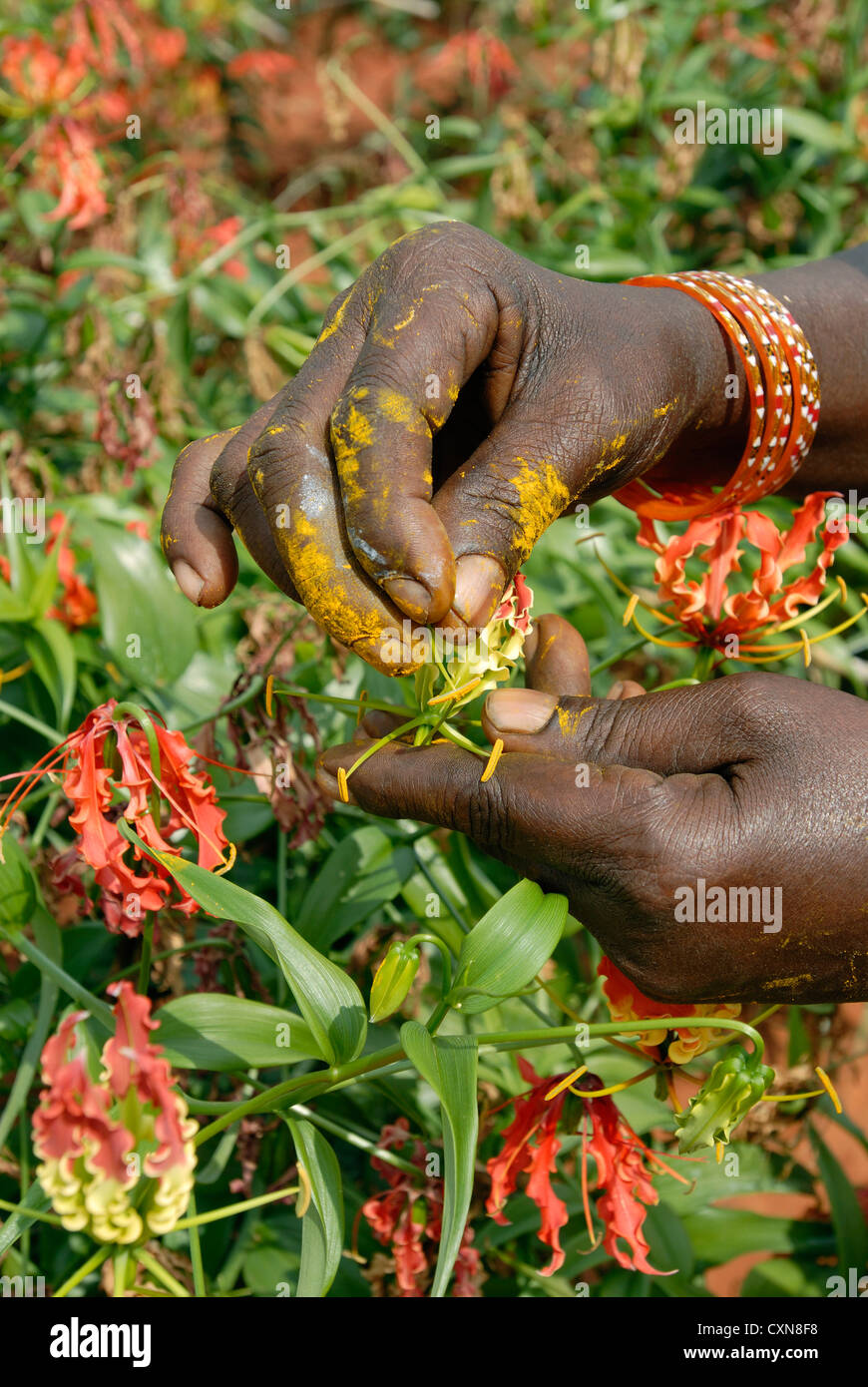 Gloriosa superba linn. (Medicinal plant) in Dharapuram,Tamil Nadu,India